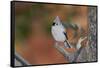 Tufted Titmouse-Gary Carter-Framed Stretched Canvas