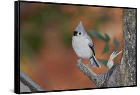 Tufted Titmouse-Gary Carter-Framed Stretched Canvas