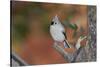 Tufted Titmouse-Gary Carter-Stretched Canvas