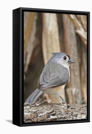 Tufted Titmouse-Gary Carter-Framed Stretched Canvas