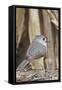 Tufted Titmouse-Gary Carter-Framed Stretched Canvas