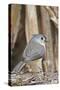 Tufted Titmouse-Gary Carter-Stretched Canvas