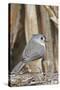 Tufted Titmouse-Gary Carter-Stretched Canvas