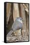 Tufted Titmouse-Gary Carter-Framed Stretched Canvas