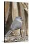 Tufted Titmouse-Gary Carter-Stretched Canvas