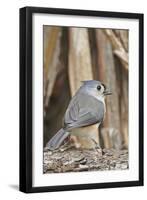 Tufted Titmouse-Gary Carter-Framed Premium Photographic Print