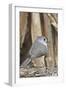 Tufted Titmouse-Gary Carter-Framed Premium Photographic Print