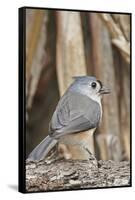 Tufted Titmouse-Gary Carter-Framed Stretched Canvas