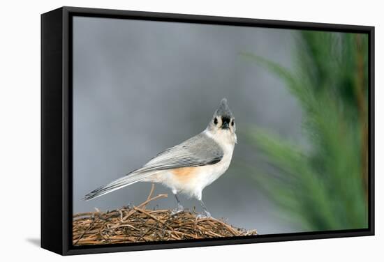 Tufted Titmouse-Gary Carter-Framed Stretched Canvas