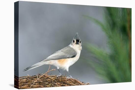 Tufted Titmouse-Gary Carter-Stretched Canvas