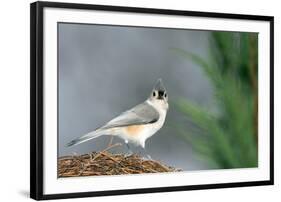 Tufted Titmouse-Gary Carter-Framed Premium Photographic Print