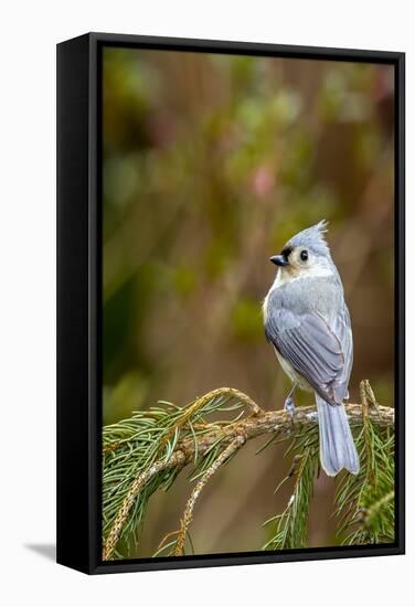 Tufted Titmouse-Gary Carter-Framed Stretched Canvas