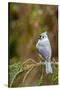 Tufted Titmouse-Gary Carter-Stretched Canvas