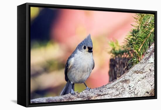 Tufted Titmouse-Gary Carter-Framed Stretched Canvas