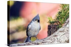 Tufted Titmouse-Gary Carter-Stretched Canvas