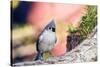 Tufted Titmouse-Gary Carter-Stretched Canvas