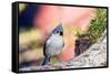 Tufted Titmouse-Gary Carter-Framed Stretched Canvas