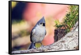 Tufted Titmouse-Gary Carter-Framed Stretched Canvas