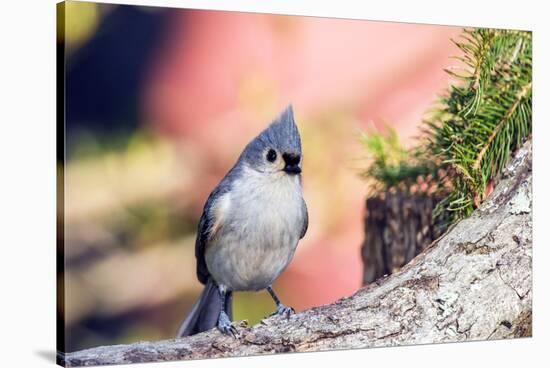 Tufted Titmouse-Gary Carter-Stretched Canvas