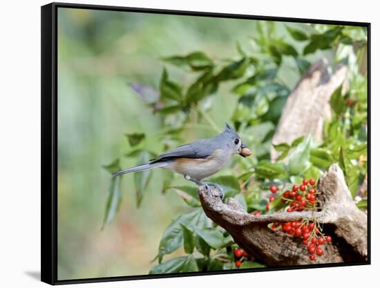 Tufted Titmouse-Gary Carter-Framed Stretched Canvas