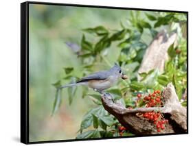 Tufted Titmouse-Gary Carter-Framed Stretched Canvas