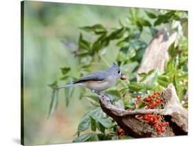 Tufted Titmouse-Gary Carter-Stretched Canvas