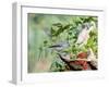 Tufted Titmouse-Gary Carter-Framed Premium Photographic Print