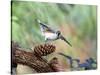 Tufted-Titmouse-Gary Carter-Stretched Canvas