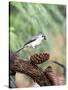 Tufted-Titmouse-Gary Carter-Stretched Canvas