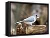 Tufted-Titmouse-Gary Carter-Framed Stretched Canvas