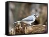 Tufted-Titmouse-Gary Carter-Framed Stretched Canvas