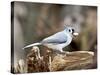 Tufted-Titmouse-Gary Carter-Stretched Canvas