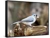 Tufted-Titmouse-Gary Carter-Framed Stretched Canvas