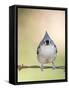 Tufted Titmouse-Gary Carter-Framed Stretched Canvas