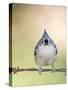 Tufted Titmouse-Gary Carter-Stretched Canvas