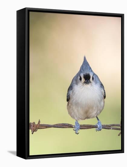 Tufted Titmouse-Gary Carter-Framed Stretched Canvas