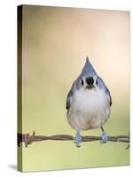 Tufted Titmouse-Gary Carter-Stretched Canvas