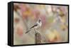 Tufted Titmouse-Gary Carter-Framed Stretched Canvas