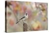 Tufted Titmouse-Gary Carter-Stretched Canvas