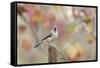 Tufted Titmouse-Gary Carter-Framed Stretched Canvas