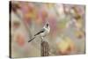 Tufted Titmouse-Gary Carter-Stretched Canvas