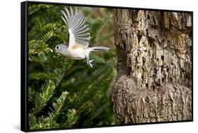 Tufted-Titmouse-Gary Carter-Framed Stretched Canvas