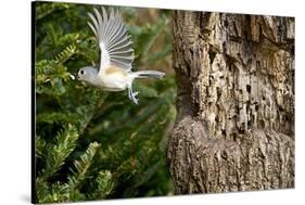 Tufted-Titmouse-Gary Carter-Stretched Canvas