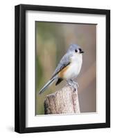 Tufted-Titmouse-Gary Carter-Framed Premium Photographic Print