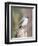 Tufted-Titmouse-Gary Carter-Framed Premium Photographic Print