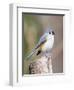 Tufted-Titmouse-Gary Carter-Framed Premium Photographic Print