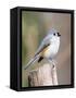 Tufted-Titmouse-Gary Carter-Framed Stretched Canvas