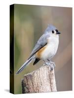 Tufted-Titmouse-Gary Carter-Stretched Canvas