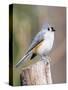 Tufted-Titmouse-Gary Carter-Stretched Canvas