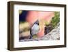 Tufted Titmouse-Gary Carter-Framed Premium Photographic Print